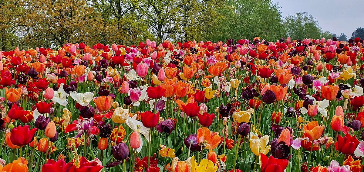Blick auf ein Tulpenfeld in den Niederlanden mit vielen verschiedenen Tulpen