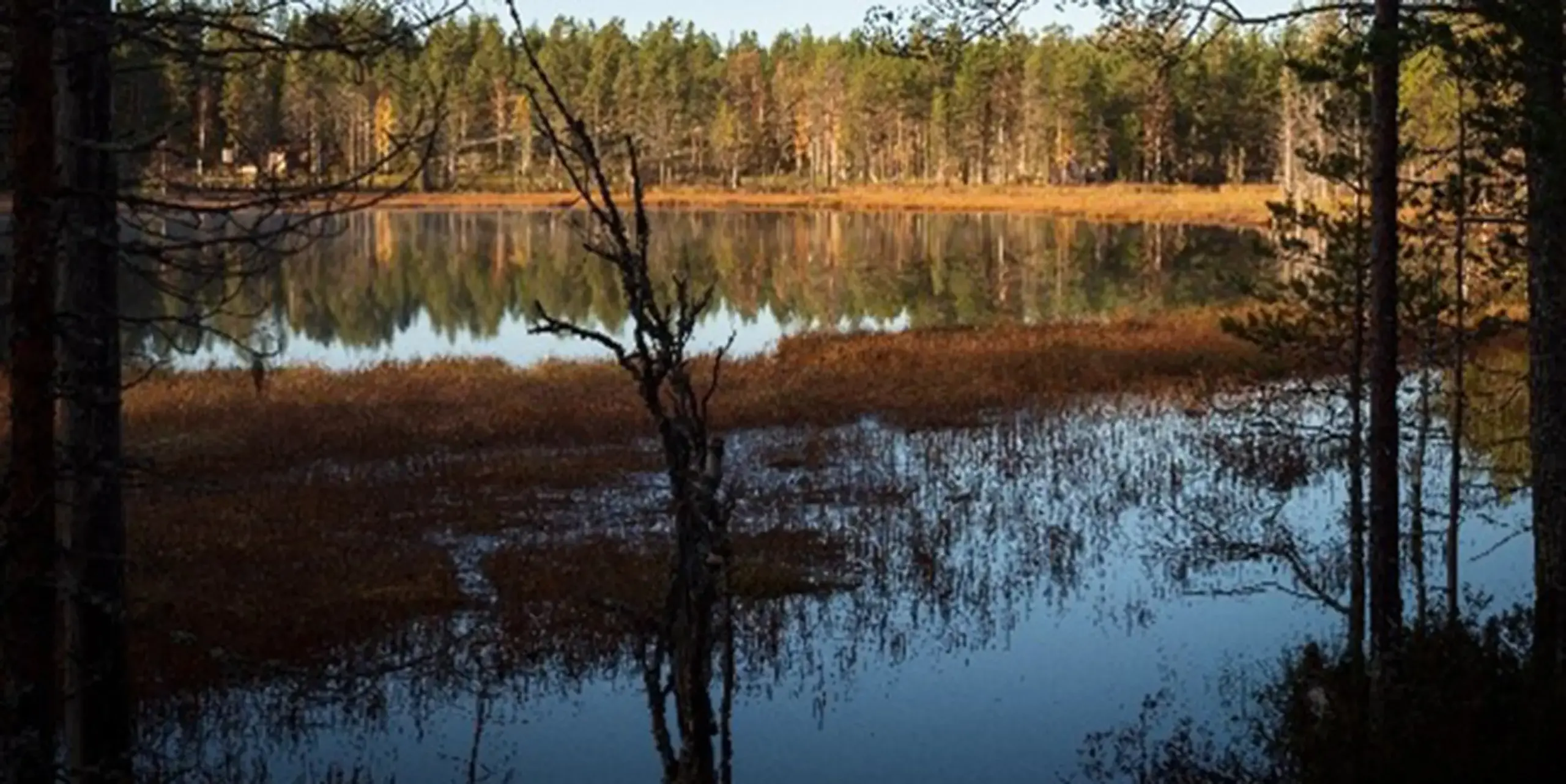 The forest and sky are reflected in a tranquil lake lined with autumnal trees. Tall grasses and reeds grow on the bank, and tree trunks frame the scene in the foreground.