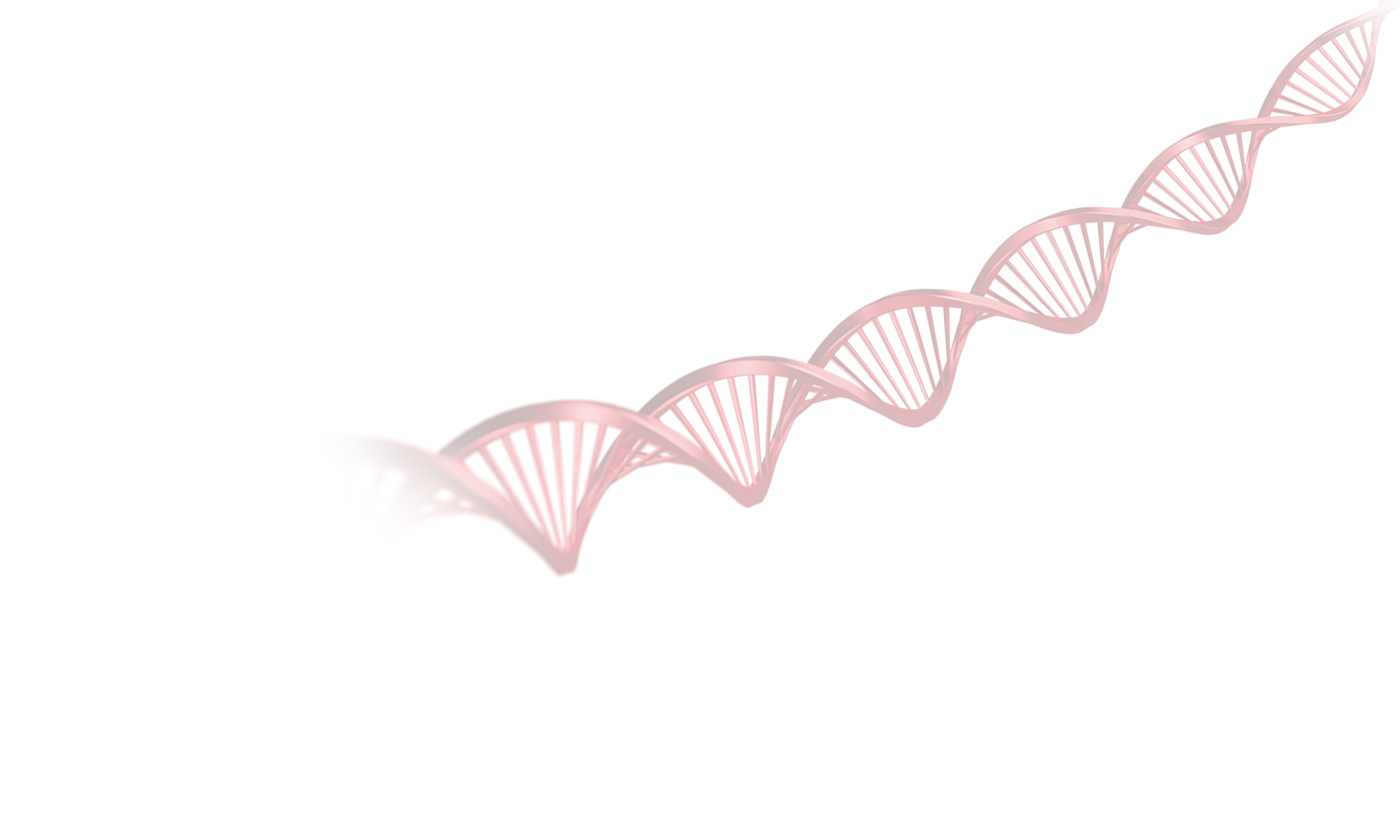Eine 3D-Illustration eines roten DNA-Doppelhelix-Strangs auf weißem Hintergrund, der diagonal dargestellt ist und teilweise aus dem Bild herausragt.