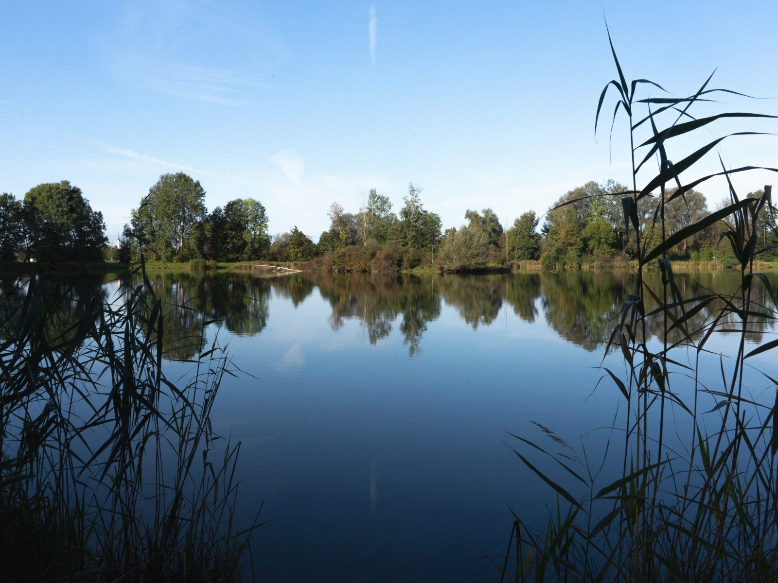 Ein ruhiger See spiegelt Bäume und einen strahlend blauen Himmel wider, während hohes Schilf den Vordergrund auf beiden Seiten einrahmt – eine idyllische Szene, die sich perfekt für eine Campingplatzvorstellung eignet.
