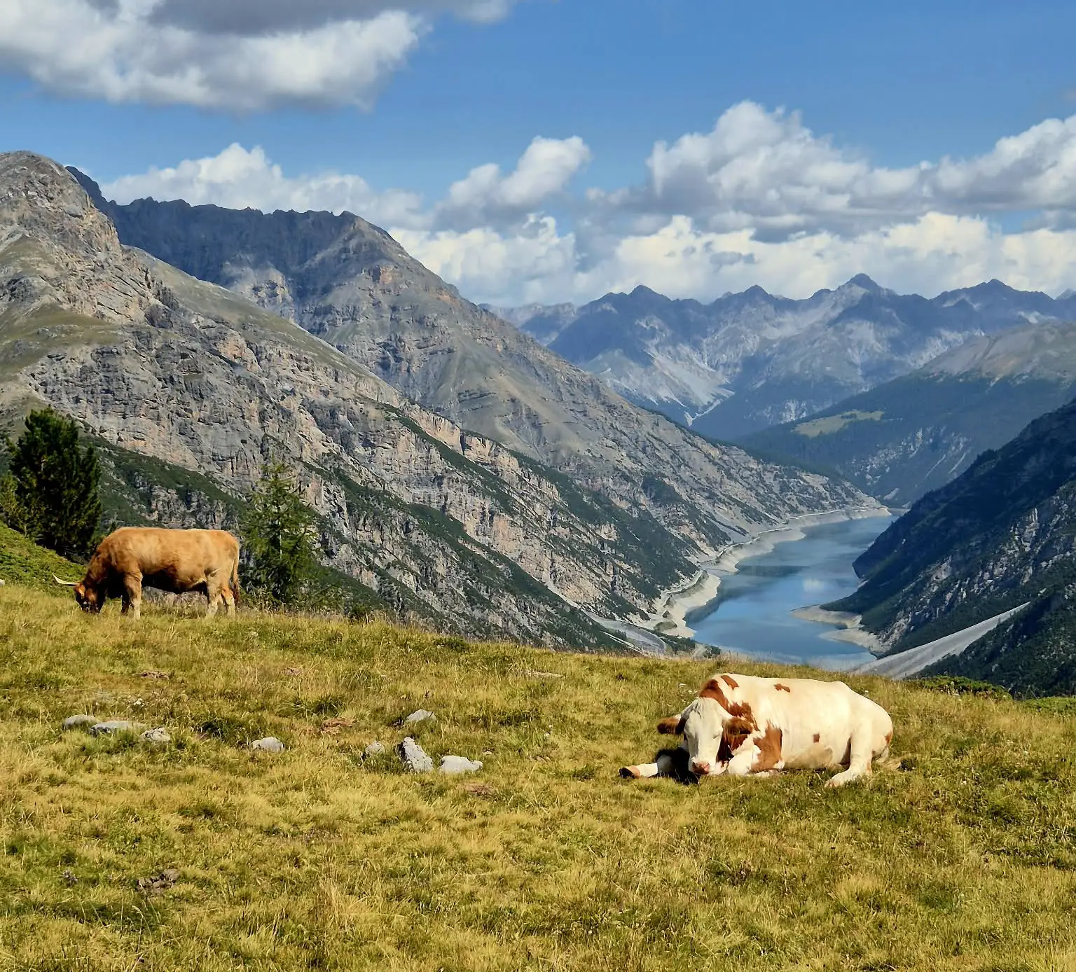 Zwei Kühe ruhen sich aus und weiden auf einer grasbewachsenen Bergwiese mit malerischem Blick auf einen sich schlängelnden Fluss und schroffe Berge unter einem teilweise bewölkten Himmel – ein Anblick, der an die ruhigen Momente erinnert, die in einem Reisebericht über Neapel oft so geschätzt werden.