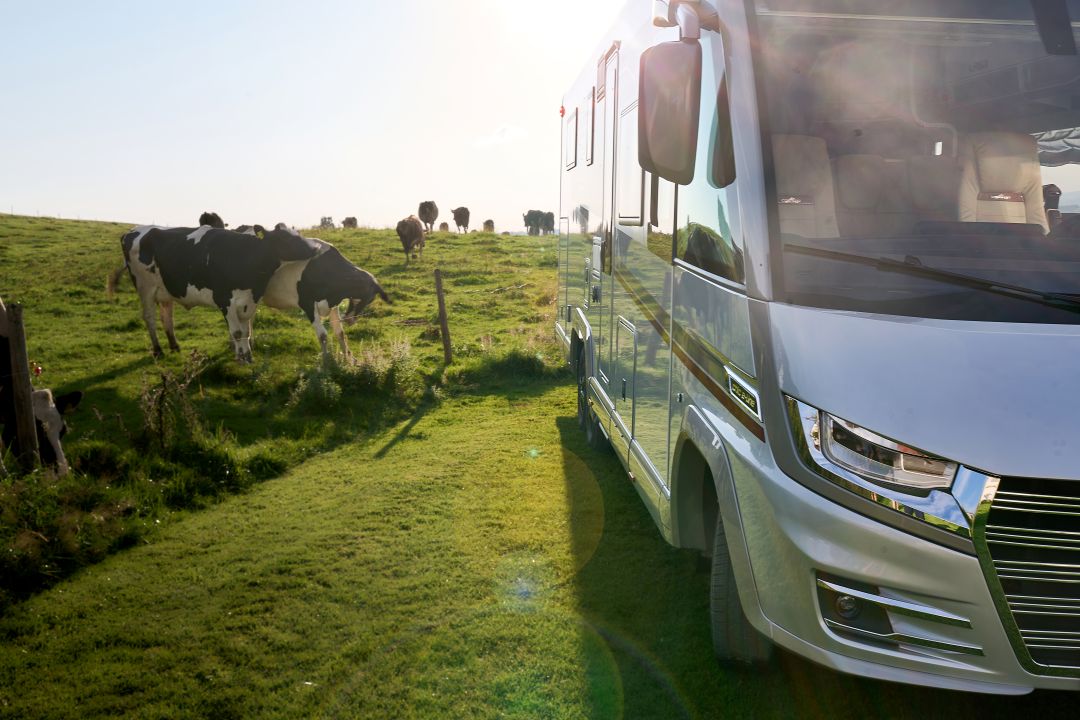 Un camper argentato parcheggiato in un'area di sosta per camper su un prato; nelle vicinanze c'è una mandria di mucche.